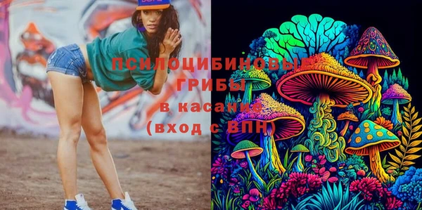 хмурый Аркадак